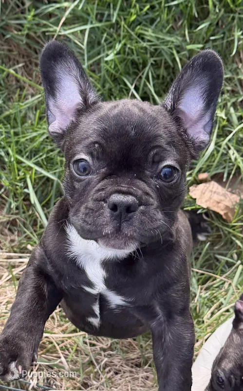 Little Miss – French Bulldog puppy for sale in Hillsboro, OH