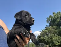 Millie, a female Labrador Retriever for sale in Elizabeth, IN – 2 of 2
