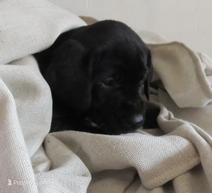 Leia – Labrador Retriever puppy for sale in Elizabeth, IN