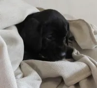 Leia, a female Labrador Retriever for sale in Elizabeth, IN – 1 of 1