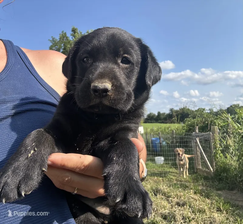 Millie – Labrador Retriever puppy for sale in Elizabeth, IN