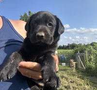 Millie, a female Labrador Retriever for sale in Elizabeth, IN – 1 of 2