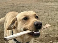 Joe, a male Labrador Retriever for sale in Elizabeth, IN – Photo 3 of 5