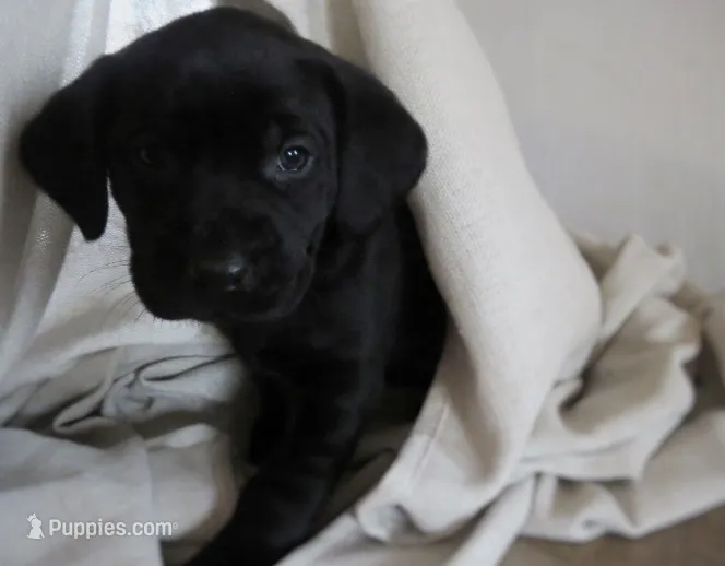 LuLu “Lou” – Labrador Retriever puppy for sale in Elizabeth, IN