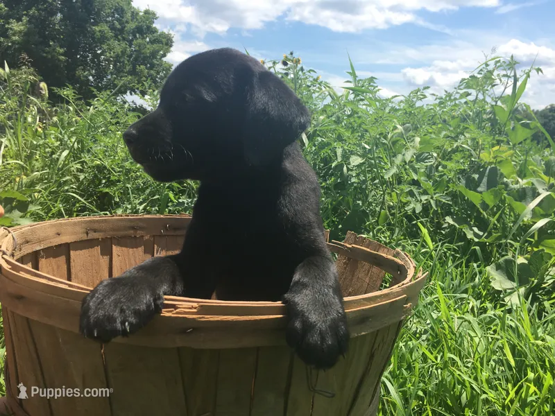 LuLu “Lou” – Labrador Retriever puppy for sale in Elizabeth, IN