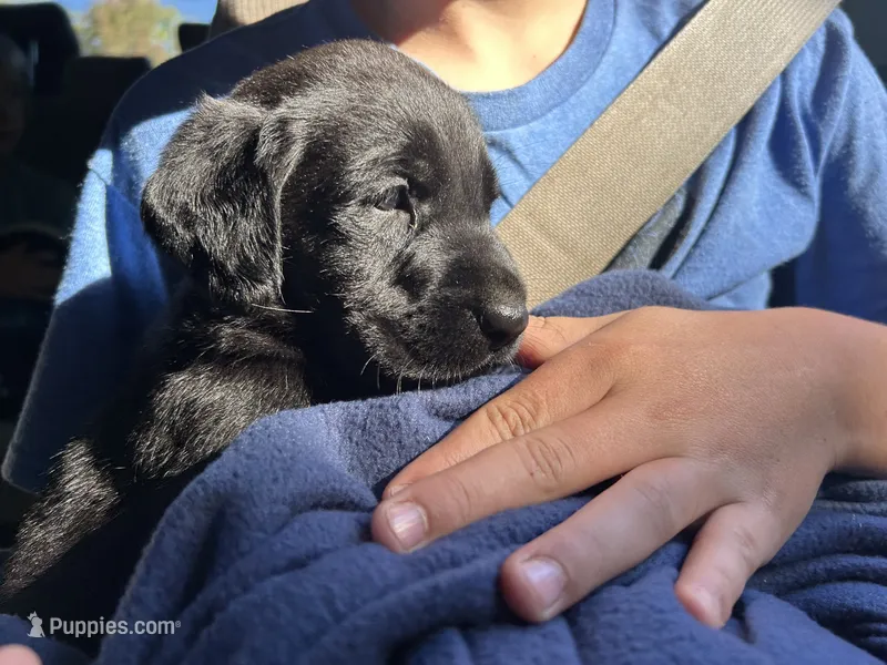 Luna – Labrador Retriever puppy for sale in Elizabeth, IN
