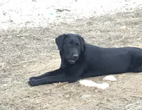 Charlie, a male Labrador Retriever for sale in Elizabeth, IN – 2 of 3