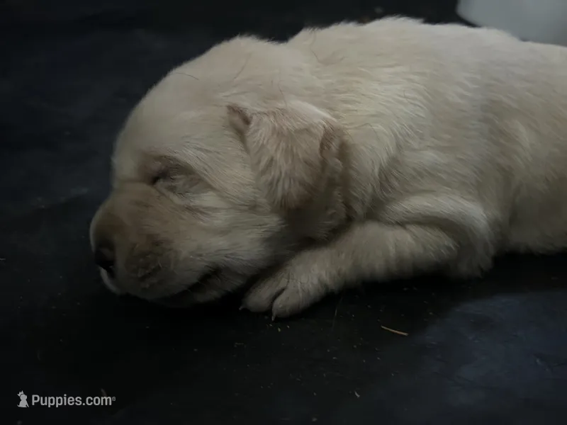 Ella – Labrador Retriever puppy for sale in Elizabeth, IN
