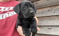 Lou, a female Labrador Retriever for sale in Elizabeth, IN – Photo 1 of 4