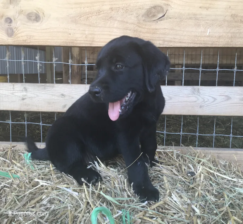 Leia – Labrador Retriever puppy for sale in Elizabeth, IN