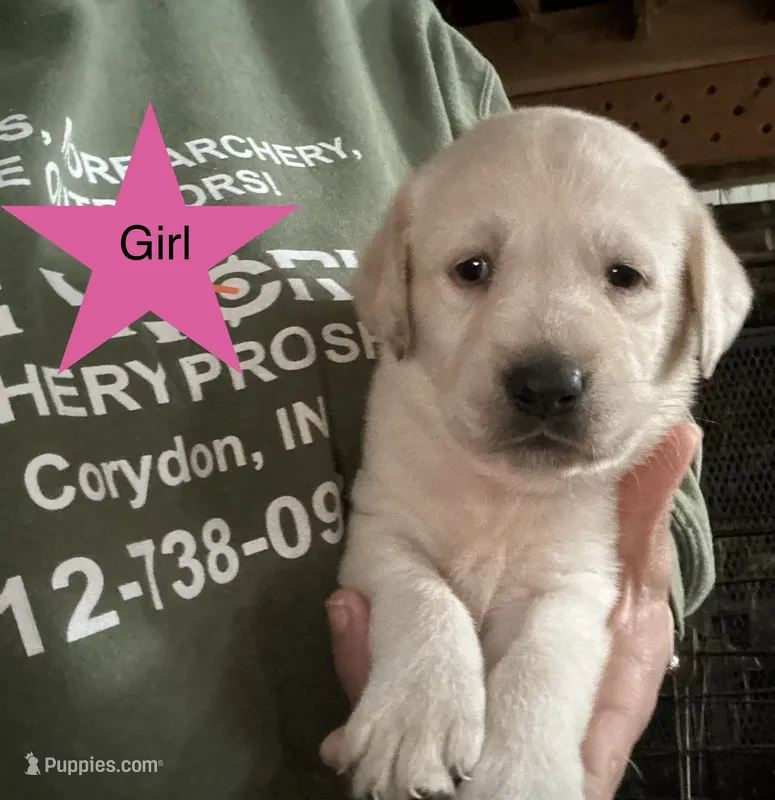 Ellie – Labrador Retriever puppy for sale in Elizabeth, IN