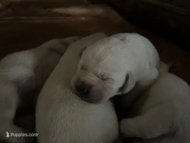 Ellie – Labrador Retriever puppy for sale in Elizabeth, IN
