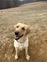 Daisy, a female Labrador Retriever for sale in Elizabeth, IN – Photo 5 of 6
