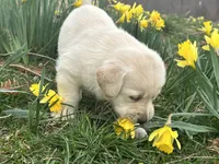 Daisy, a female Labrador Retriever for sale in Elizabeth, IN – Photo 3 of 6
