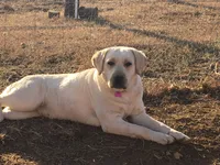 Daisy, a female Labrador Retriever for sale in Elizabeth, IN – Photo 6 of 6