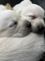 Daisy, a female Labrador Retriever for sale in Elizabeth, IN – Photo 2 of 6