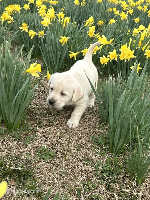 Daisy – Labrador Retriever puppy for sale in Elizabeth, IN