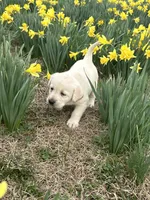 Daisy, a female Labrador Retriever for sale in Elizabeth, IN – Photo 1 of 6