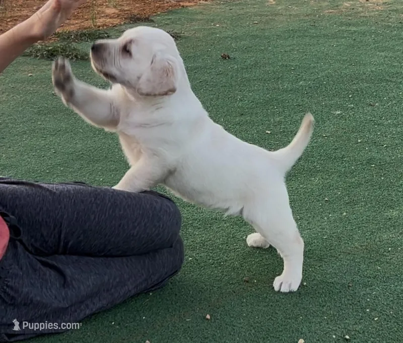 Daisy – Labrador Retriever puppy for sale in Elizabeth, IN