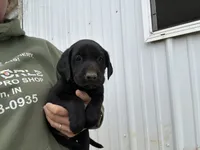 Charlie, a male Labrador Retriever for sale in Elizabeth, IN – 6 of 6