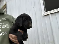 Charlie, a male Labrador Retriever for sale in Elizabeth, IN – 5 of 6