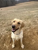Eli, a male Labrador Retriever for sale in Elizabeth, IN – 6 of 7