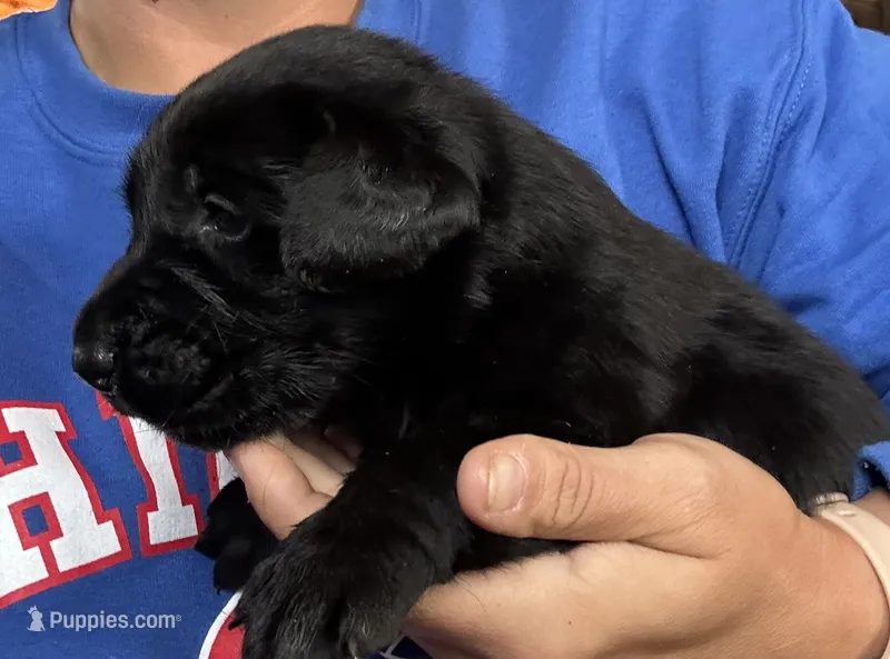 Charlie – Labrador Retriever puppy for sale in Elizabeth, IN
