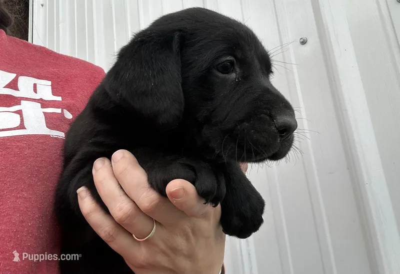 Lucy – Labrador Retriever puppy for sale in Elizabeth, IN