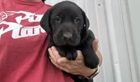 Lucy, a female Labrador Retriever for sale in Elizabeth, IN – Photo 2 of 5