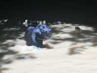 Lucy, a female Labrador Retriever for sale in Elizabeth, IN – Photo 5 of 5