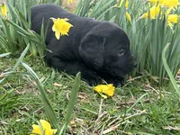 Lucy, a female Labrador Retriever for sale in Elizabeth, IN – Photo 3 of 5