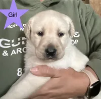 Ella, a female Labrador Retriever for sale in Elizabeth, IN – 1 of 5