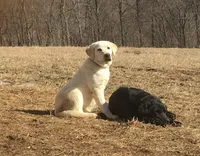 Eli, a male Labrador Retriever for sale in Elizabeth, IN – 5 of 7
