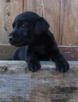 Lucy, a female Labrador Retriever for sale in Elizabeth, IN – 1 of 1