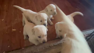 Eli, a male Labrador Retriever for sale in Elizabeth, IN – 7 of 7