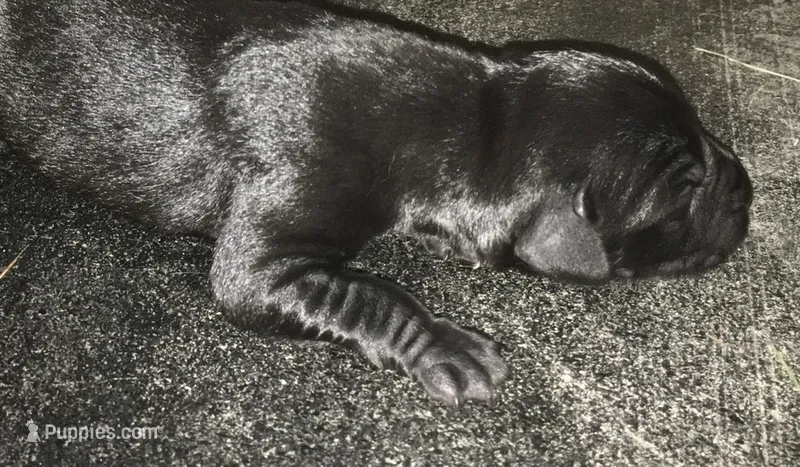 Charlie – Labrador Retriever puppy for sale in Elizabeth, IN