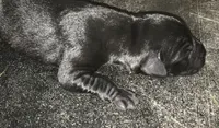Charlie, a male Labrador Retriever for sale in Elizabeth, IN – 1 of 3
