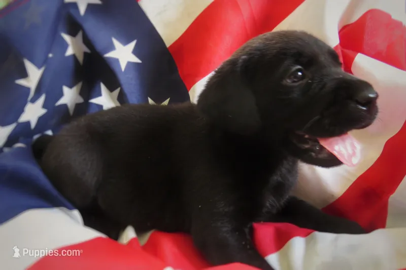 Colby – Labrador Retriever puppy for sale in Elizabeth, IN