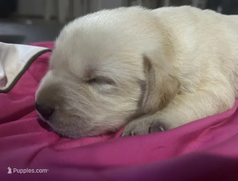 Ella – Labrador Retriever puppy for sale in Elizabeth, IN