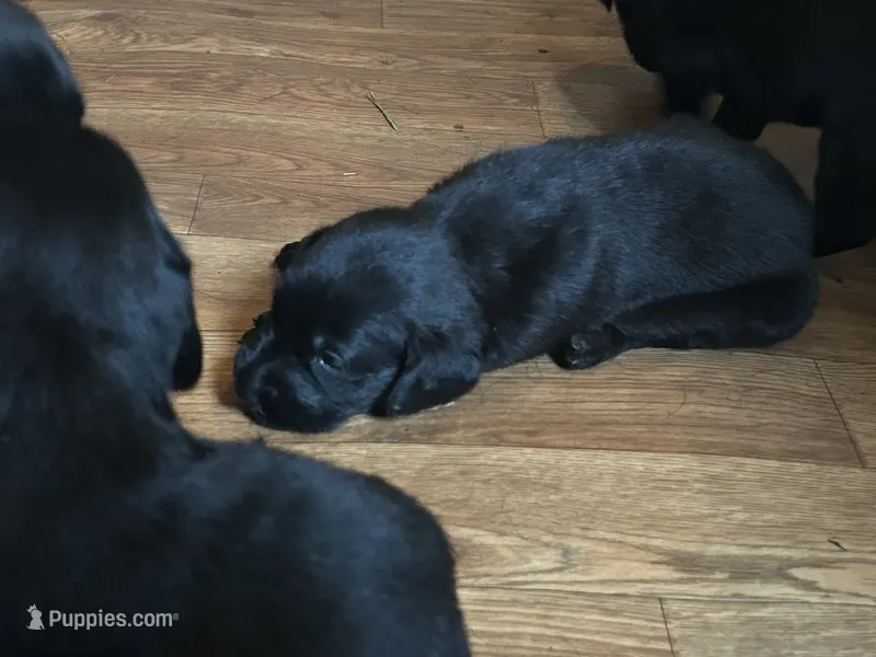 Luna – Labrador Retriever puppy for sale in Elizabeth, IN