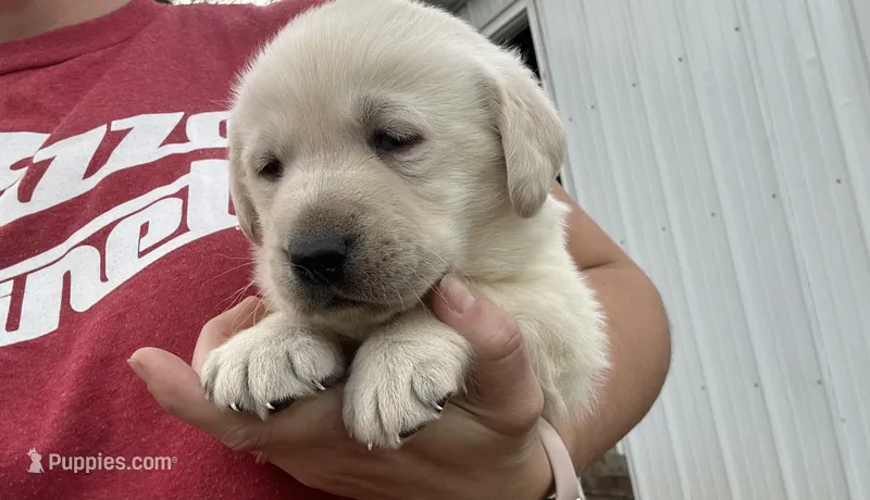 Buzz – Labrador Retriever puppy for sale in Elizabeth, IN