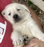 Buzz, a male Labrador Retriever for sale in Elizabeth, IN – Photo 2 of 4