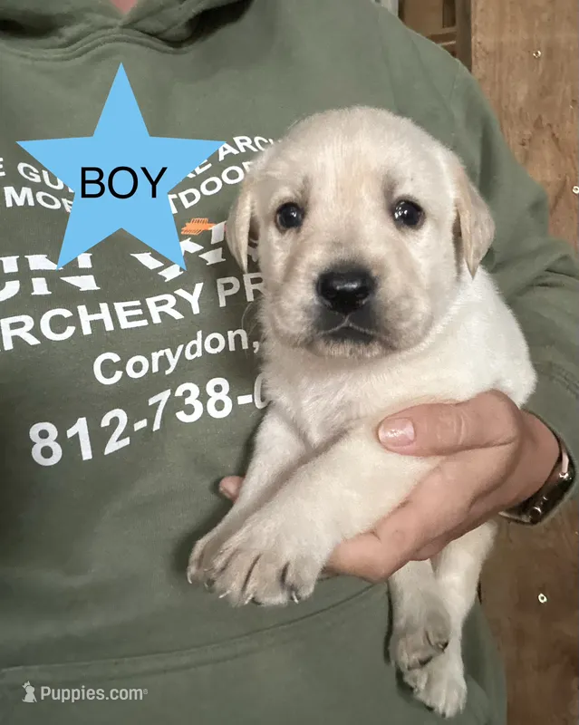Macho – Labrador Retriever puppy for sale in Elizabeth, IN