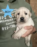 Macho, a male Labrador Retriever for sale in Elizabeth, IN – 1 of 1