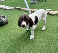 Samewise, a male German Shorthaired Pointer for sale in San Diego, CA – 7 of 7