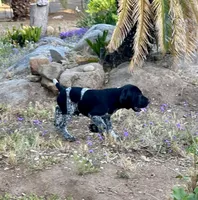 Faramire, a male German Shorthaired Pointer for sale in San Diego, CA – 1 of 10