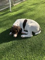 Samewise, a male German Shorthaired Pointer for sale in San Diego, CA – 6 of 7