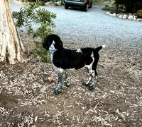 Faramire, a male German Shorthaired Pointer for sale in San Diego, CA – 5 of 10