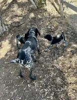 Gandalf, a male German Shorthaired Pointer for sale in San Diego, CA – 6 of 6