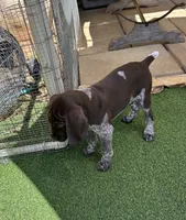 Tom Bombadil, a male German Shorthaired Pointer for sale in San Diego, CA – 2 of 4